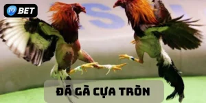 Đá gà cựa tròn thể loại đá gà mang đến trận cầu hấp dẫn