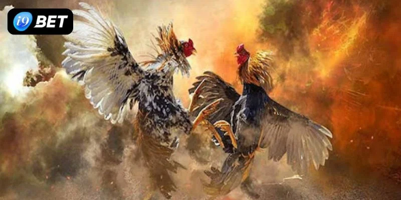 Đá gà cựa tròn