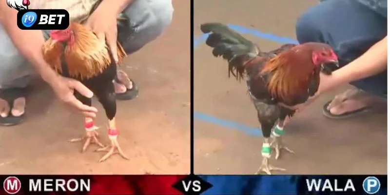 Mẹo chơi đá gà I9BET