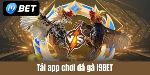 Hướng dẫn tải app chơi đá gà I9BET cho người chơi